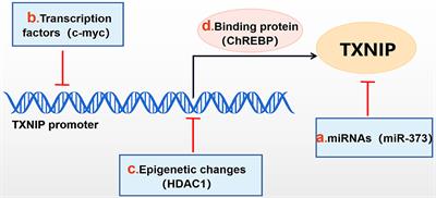 Research Progress of TXNIP as a Tumor Suppressor Gene Participating in the Metabolic Reprogramming and Oxidative Stress of Cancer Cells in Various Cancers